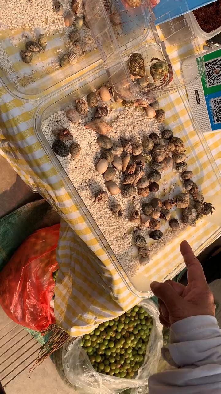 建水镇沙金扎金干，什么东西都有。看看这些野生橄榄，非常好。这个吃起来非常好，对嗓