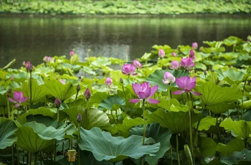 满江红 · 同襄阳帅泛湖

作者：刘过

猎猎风蒲，画船转、碧湾沙浦。都不是、蓼