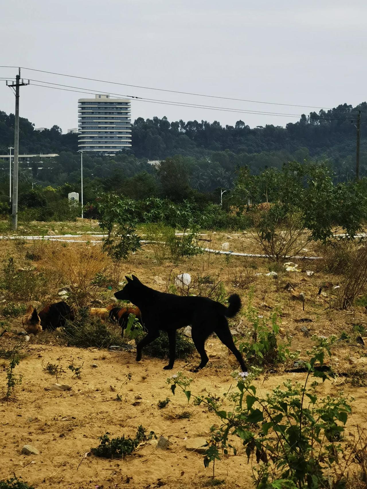 分享一张你拍的动物照片村口猎犬