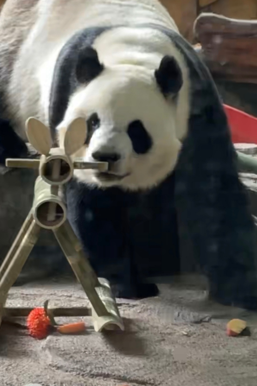 大熊猫星语大熊猫星愿本来想上去和姐弟俩过六一，刚好有事错过了奶爸们有心啦姐弟俩各