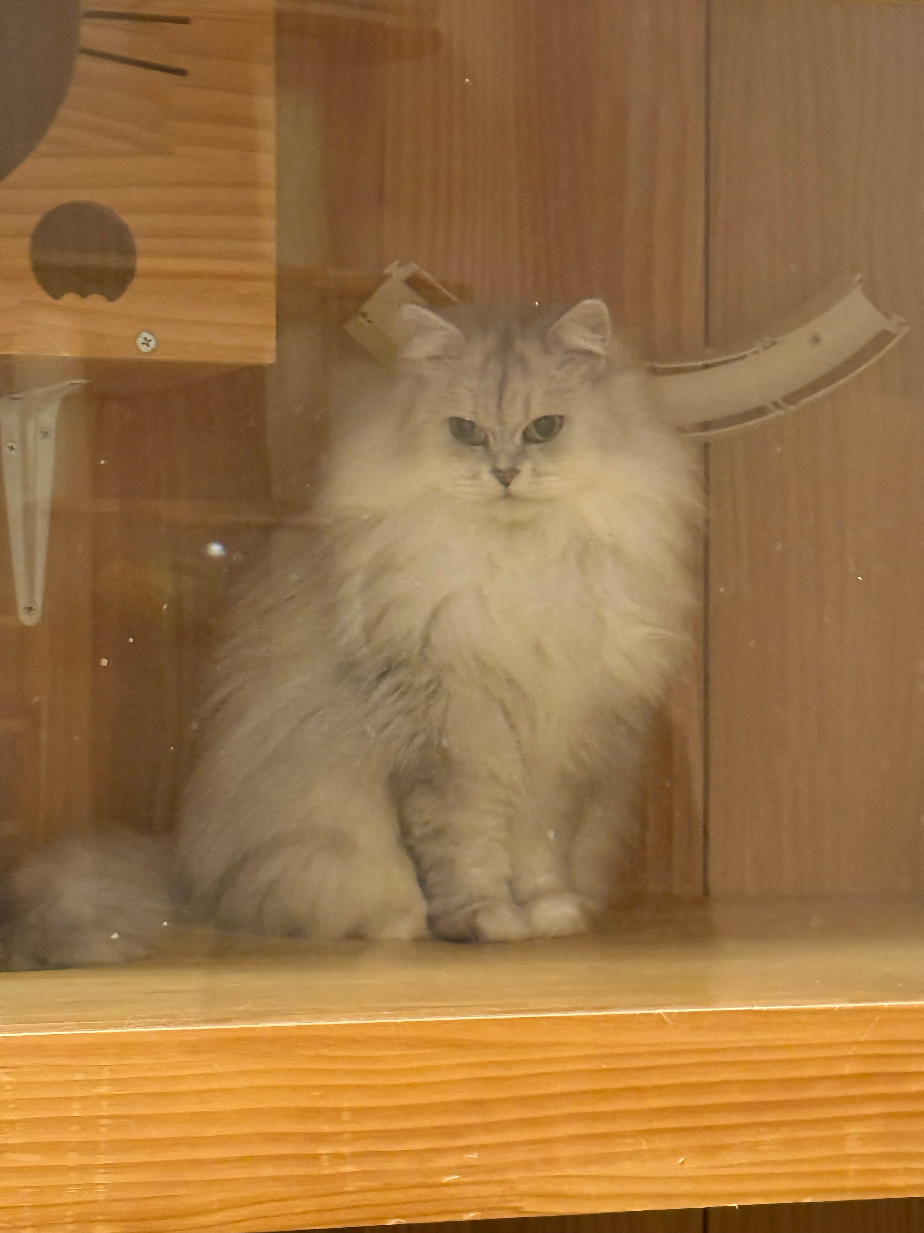 说到无法上吊之物时会想到人类自己吗 