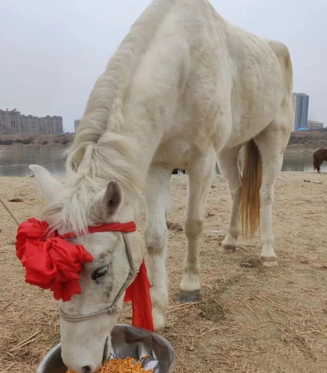 踏江赴险的英雄，白龙马的侠义故事。2025年2月4日的湖北仙桃汉江畔，寒江湍急，