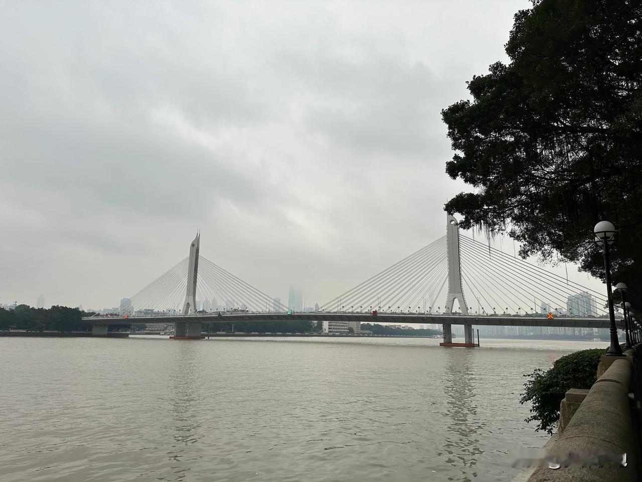 在广州珠江边漫步，上游洪水季节来，珠江又有黄河边的感觉，时不时有白鹭飞过，榕树又