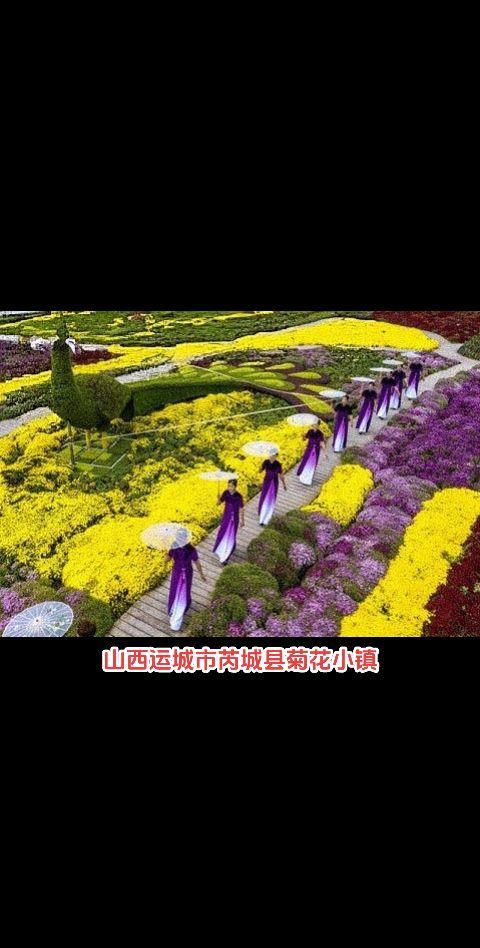 菊花台。山西省运城市芮城县菊花小镇3000亩菊花种植基地及菊花产品展示