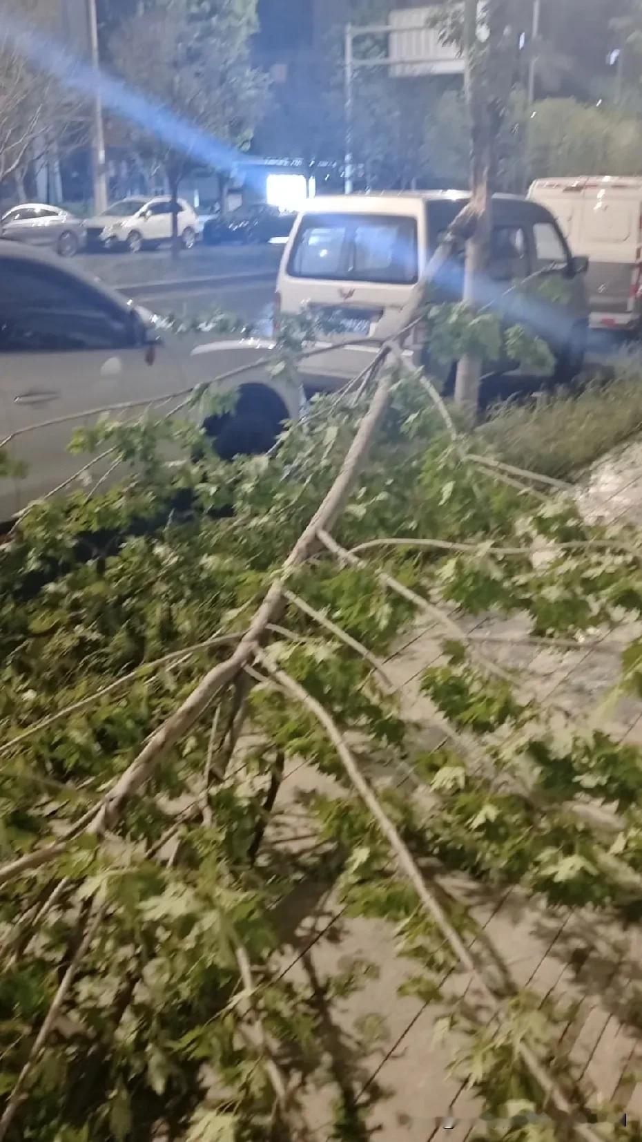 5 月 8 日 暴雨冰雹过后，西安城西鱼跃路附近地面一片狼藉，胳臂粗的树杆被折断