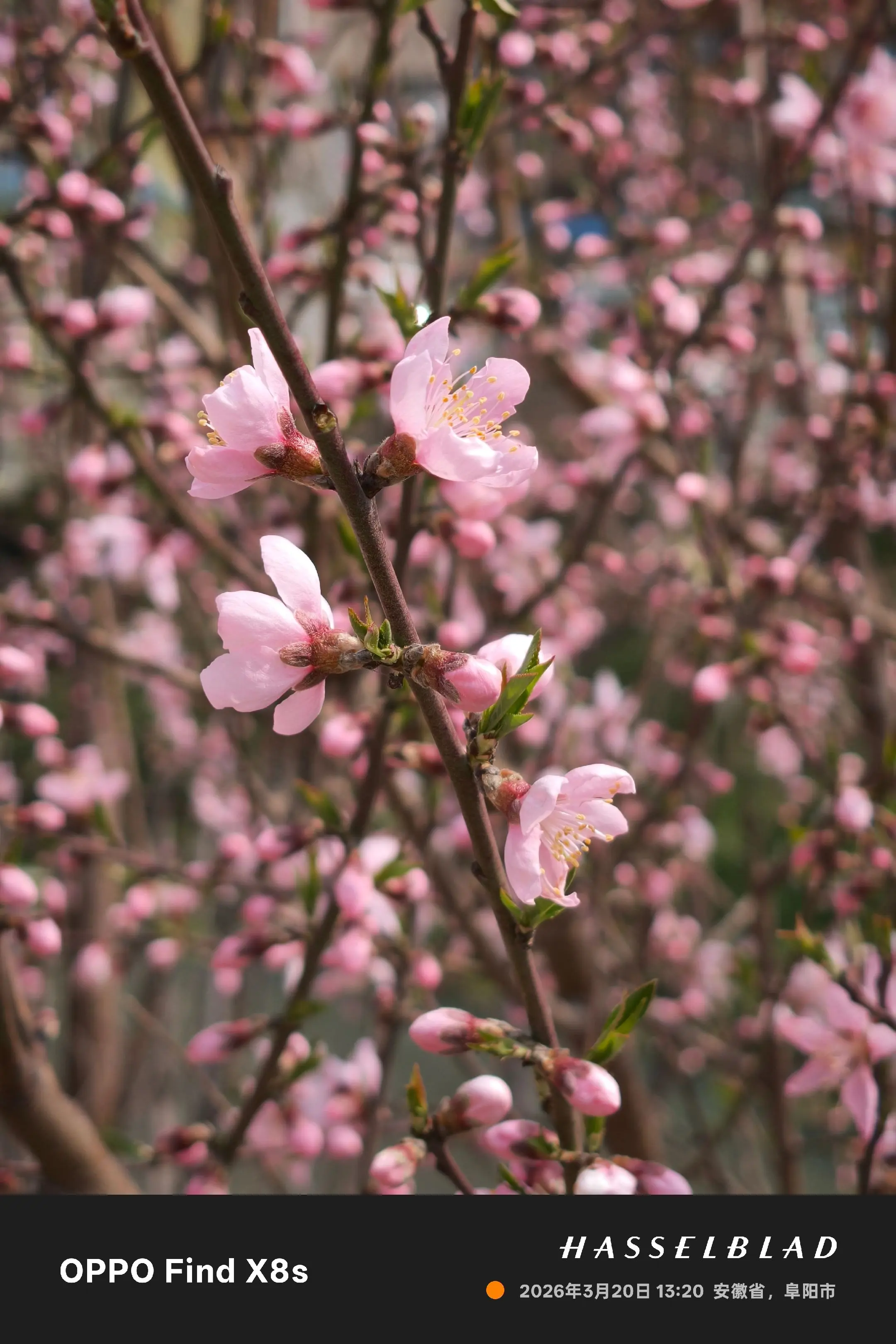 💐救命！这粉白桃花也太会撩了吧～🌸 ✨每朵都像打翻的春日调色盘！🤩 🌿快