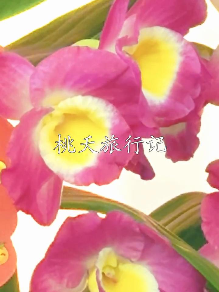 桃天旅行记：深圳新年迎春花市。
迎春花市。