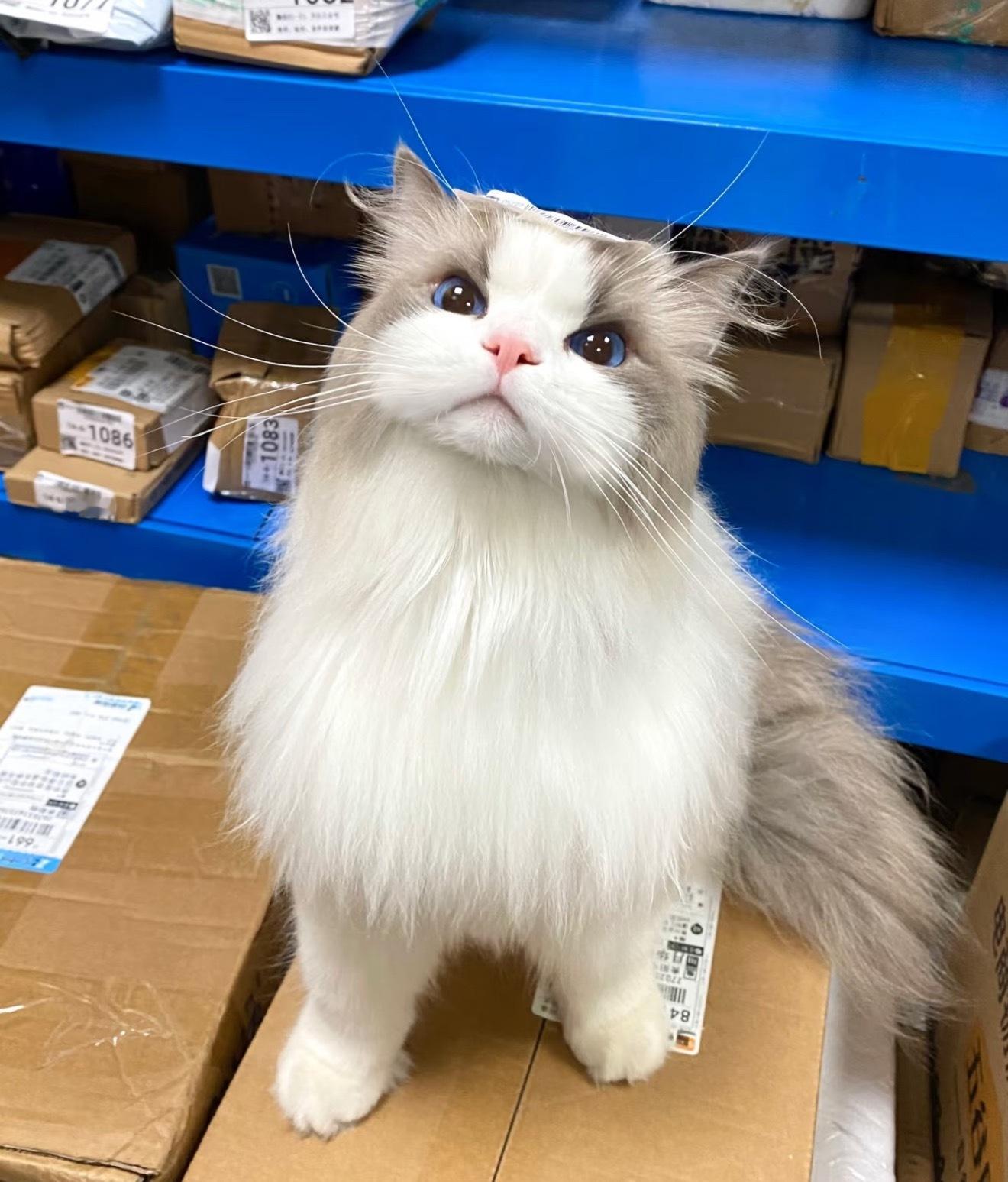 这应该不是真的猫吧！看着太逼真太可爱啦～  ​​​