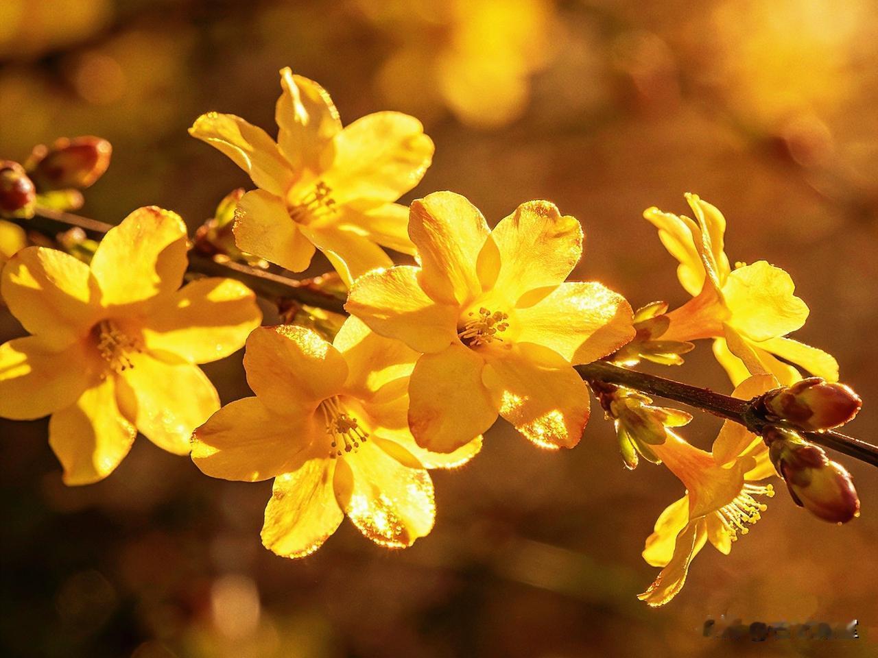春日双绝！迎春花报春，长寿花守福，把春天开成满室欢喜
 
当晨露还凝在枝头，当暖
