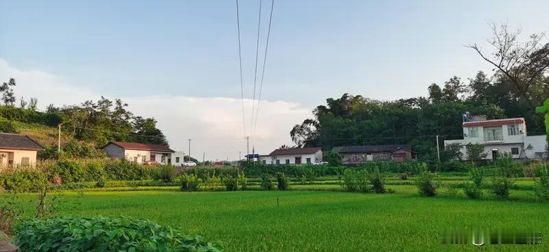 农村的风景好美,你们喜欢农村吗? 农村的风景是真的美！前几天我发了张老家清晨照，