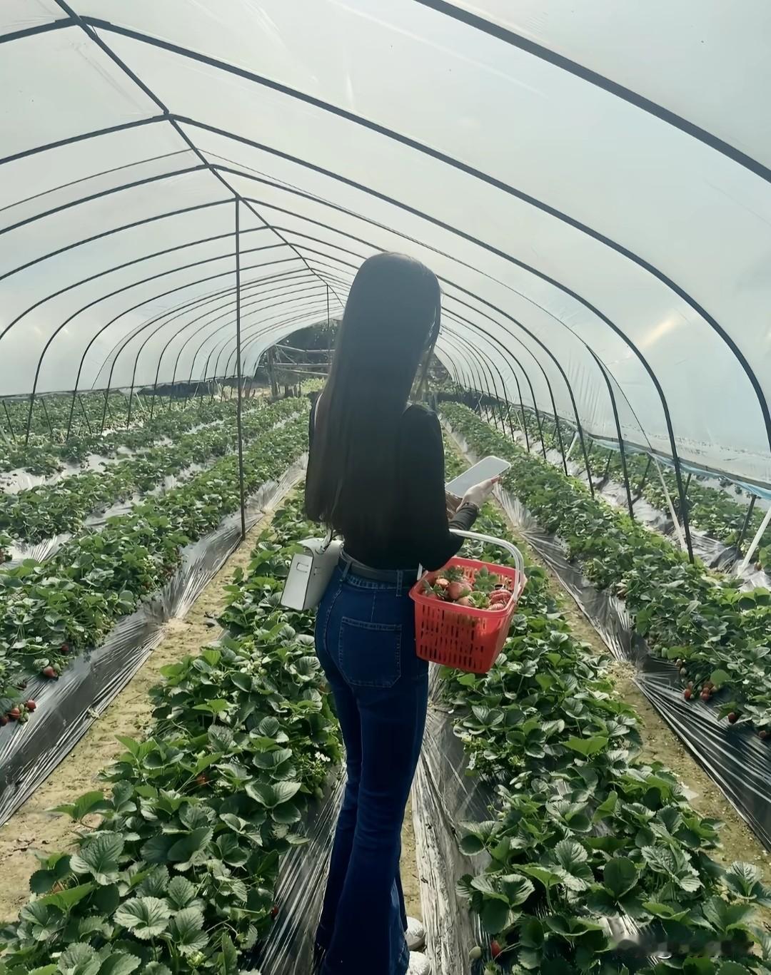 草莓采摘的乐趣，阳光下的甜蜜时光！🍓