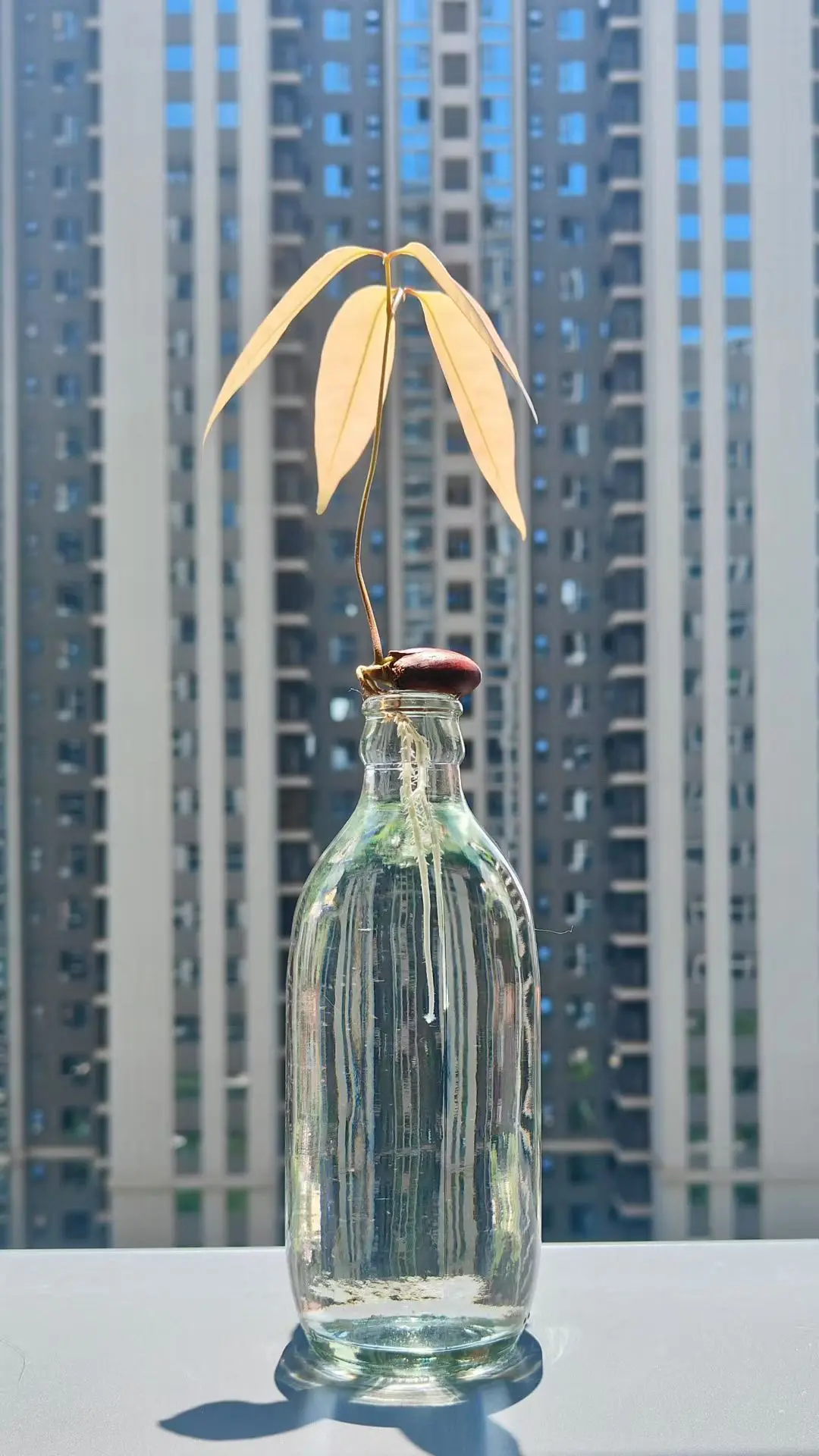 荔枝发芽🌱