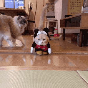 后面那只猫：看你穿的那个傻样 