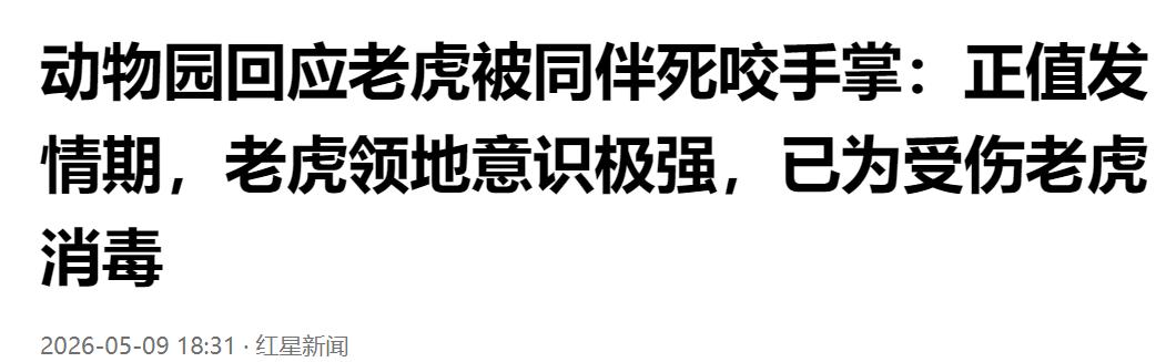 动物园老虎互撕！同伴死死咬住手掌，园方回应：正值发情期，领地意识极强。

画面扎