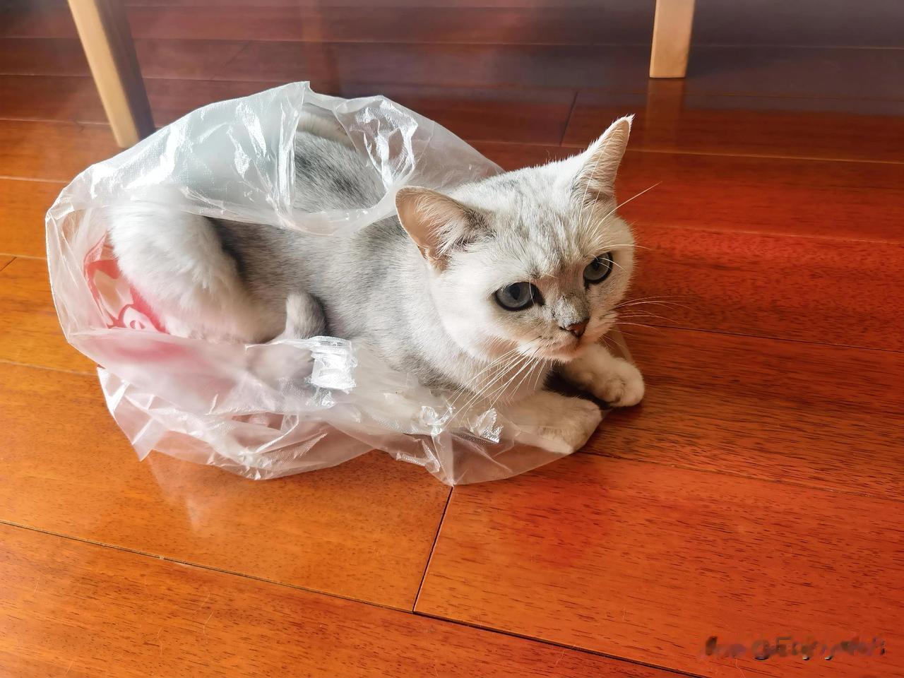 逮到一只塑料袋里的“小银团子”！咱也不知道塑料袋有啥魔力，猫主子钻进去就不肯出来