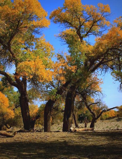大网红赵欢喜！一首《喀什噶尔的胡杨》唱火全网，我敢说这是全网最好听版本！
 
网