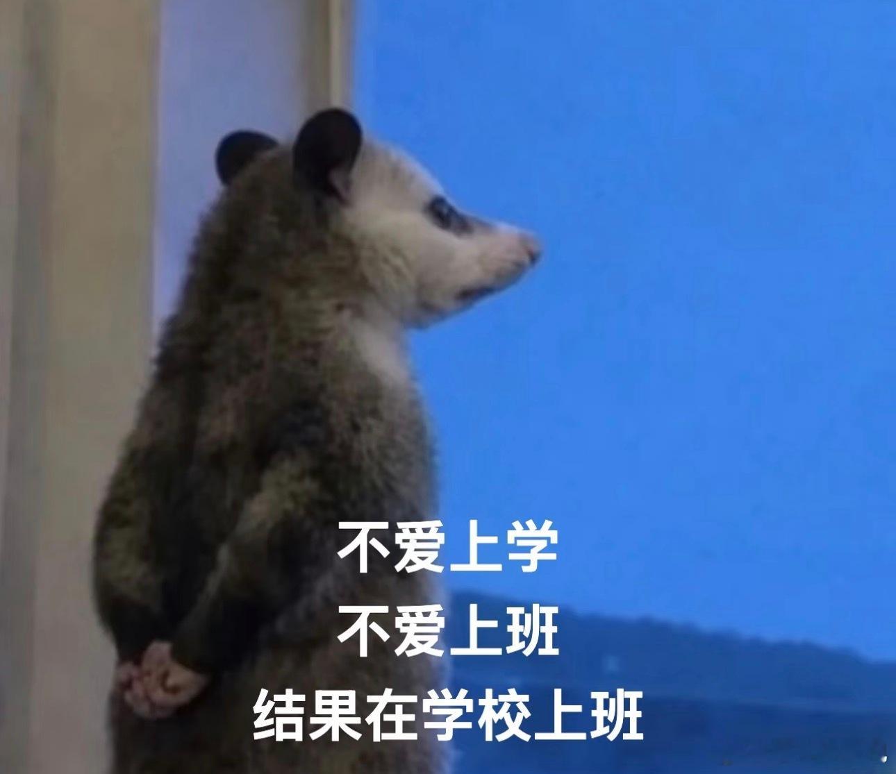 最近是全体教师最脆弱的时候一进八月就崩溃了