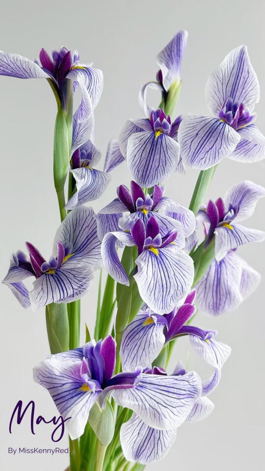 小众花材｜大花菖蒲.出羽之里