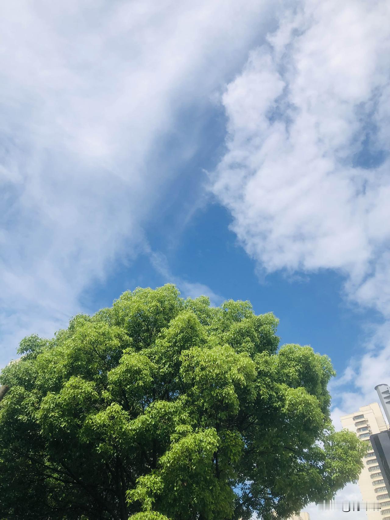 今天早晨跑步，偶然抬头撞见这般好风景，澄澈的蓝天铺满云朵，软软的白云肆意舒展。树
