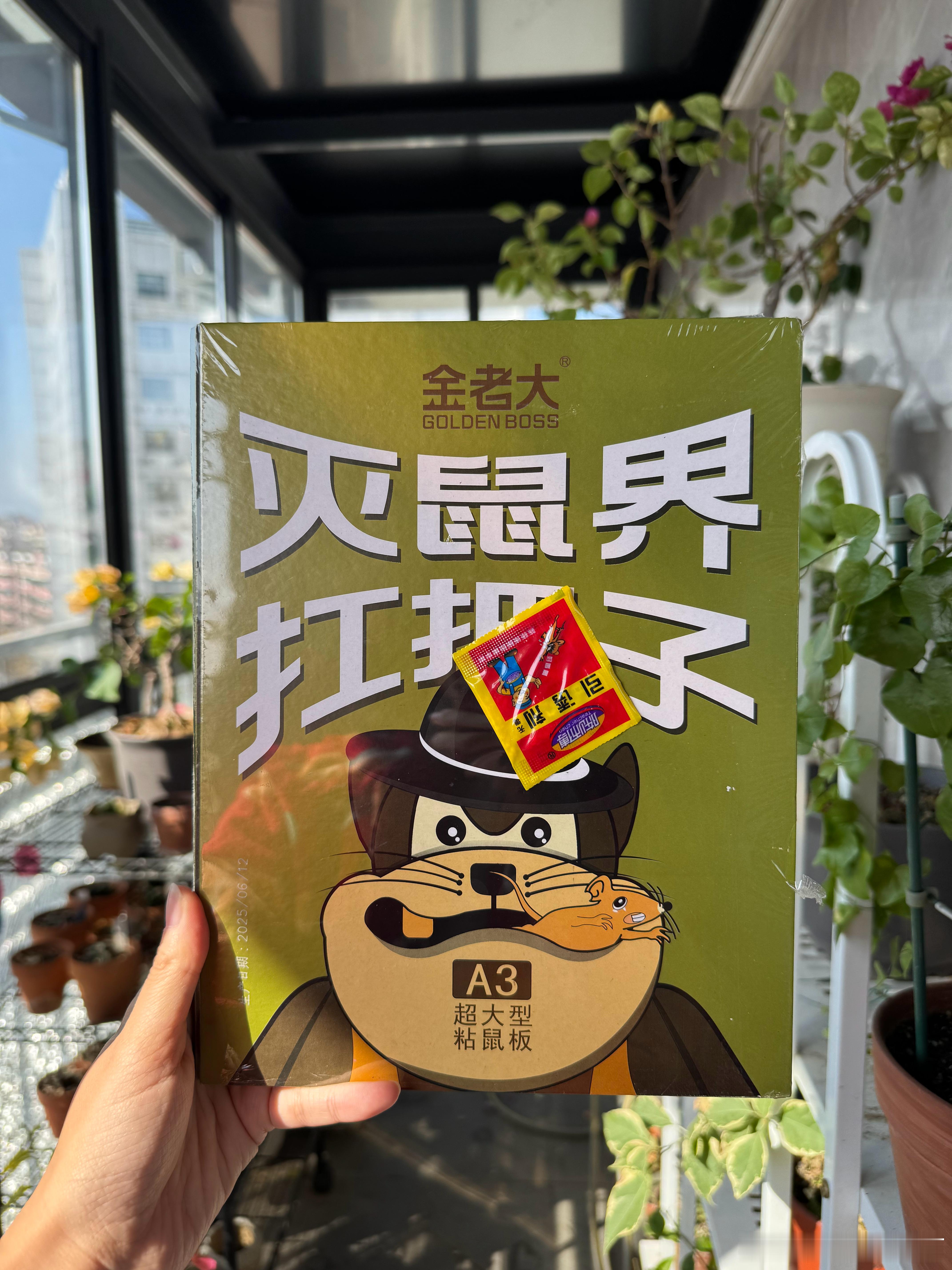 这个捕鼠板可以有，粘性不错我们家光靠它已经抓了六只老鼠了附带的这个引诱剂没啥用得