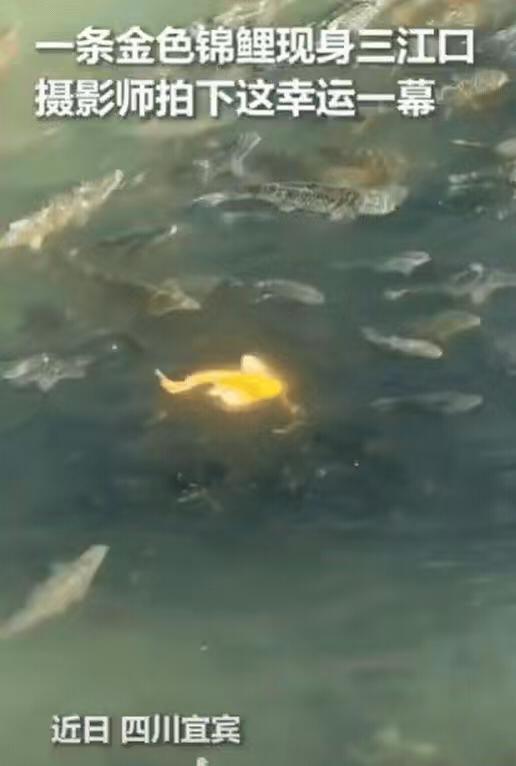四川宜宾
男子正在拍摄三江口
突然水里出现一抹金光
 
不是太阳碎成星子
是条金