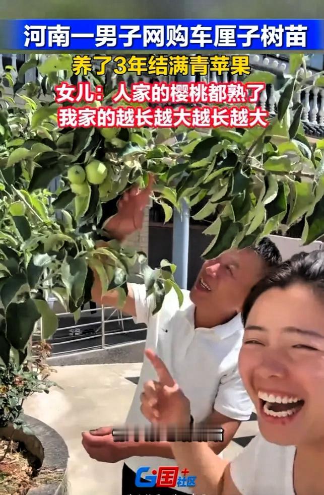 笑不活了！近日河南，三年前，男子从网上购入一棵车厘子树苗，栽种在自家院子里，盼着