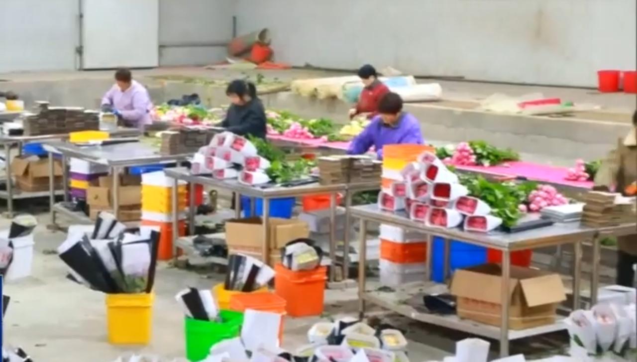邱县玫瑰产业园内一派繁忙：工人们在流水线上加紧处理鲜花，分拣、包装、装车等工序有