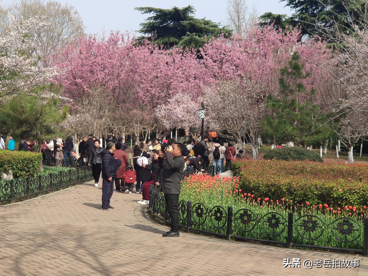 郑州市人民公园里的郁金香、樱花次第花开了！趁着春光明媚，前来赏花的人真多！