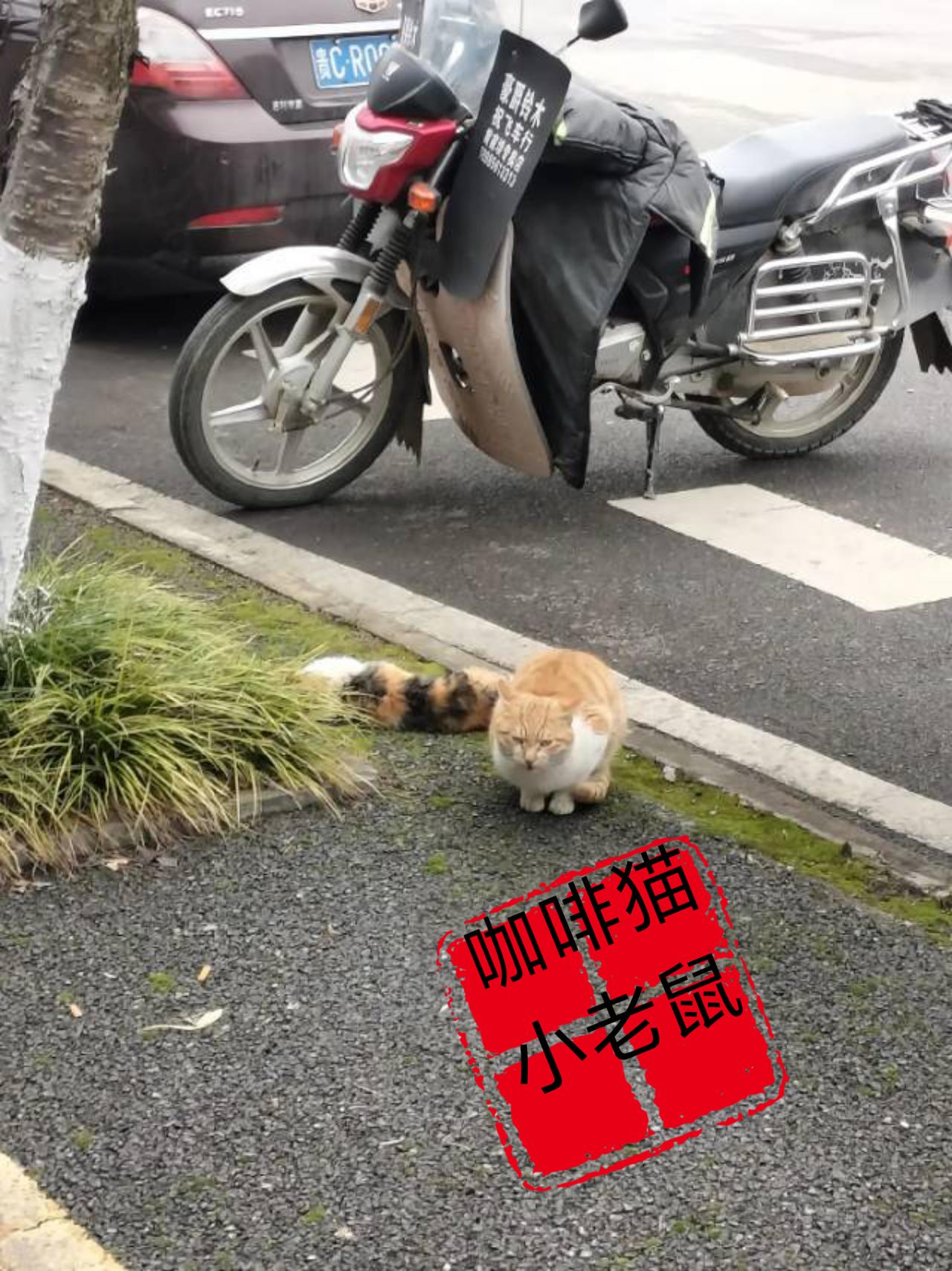 两只流浪猫正在马路边吃着别人丢弃在地上的食物，可就在这时意外却突然降临到了她们其