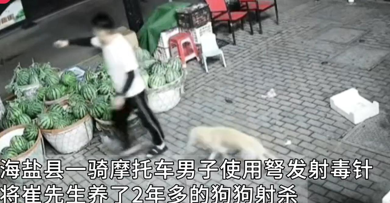 狗狗中毒针进店向主人求救仍死亡，根据视频里显示，毒针长约12公分，这已经不是什么