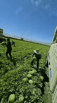 人才啊？
更是劳动人民的本色，确实存有所谓的：无他，唯手熟尔！但也是瓜农们长期运