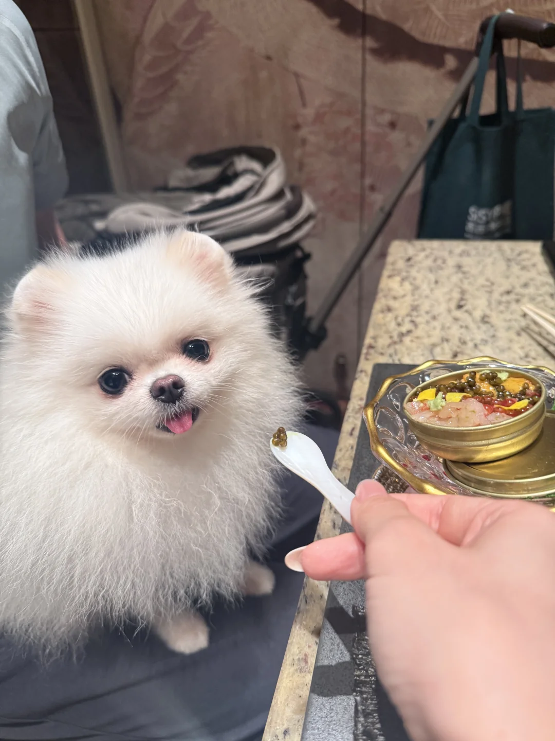 小狗吃鱼子酱的后果很严重