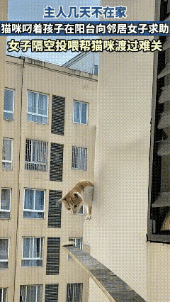 重庆，4月11日，一主人几天不在家，猫咪叼着孩子在阳台向邻居女子求助，然后女子隔