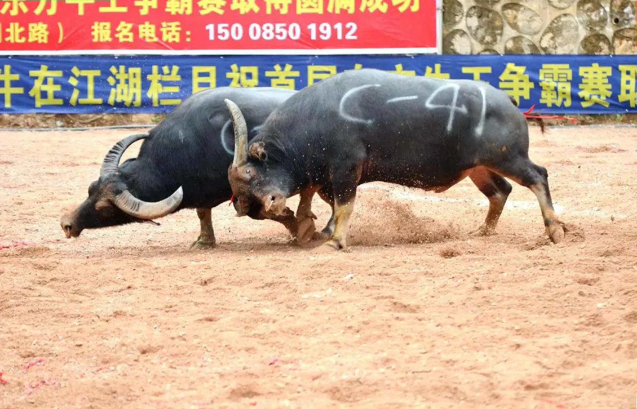 贵州省的凯里市是一个多民族的城市，苗族、侗族等少数民族世代生活在这里，这些少数民