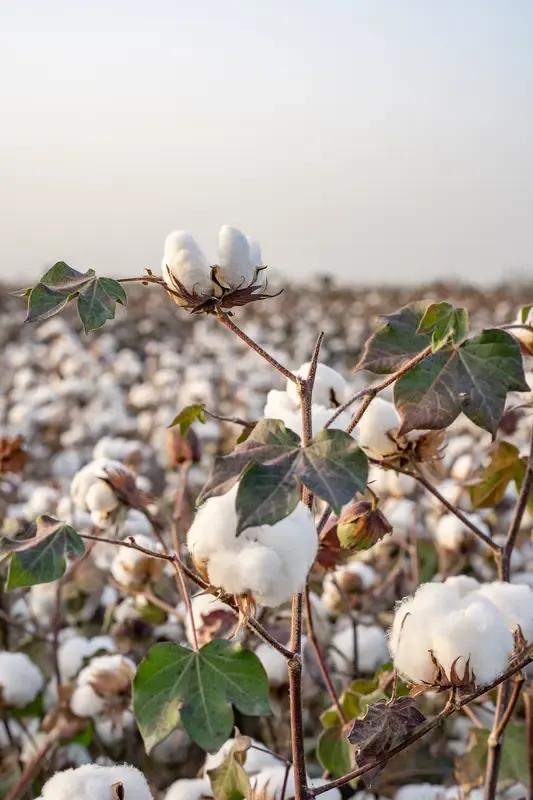 上：风吹峻岭千树绿，
下：雨润棉田万花白。