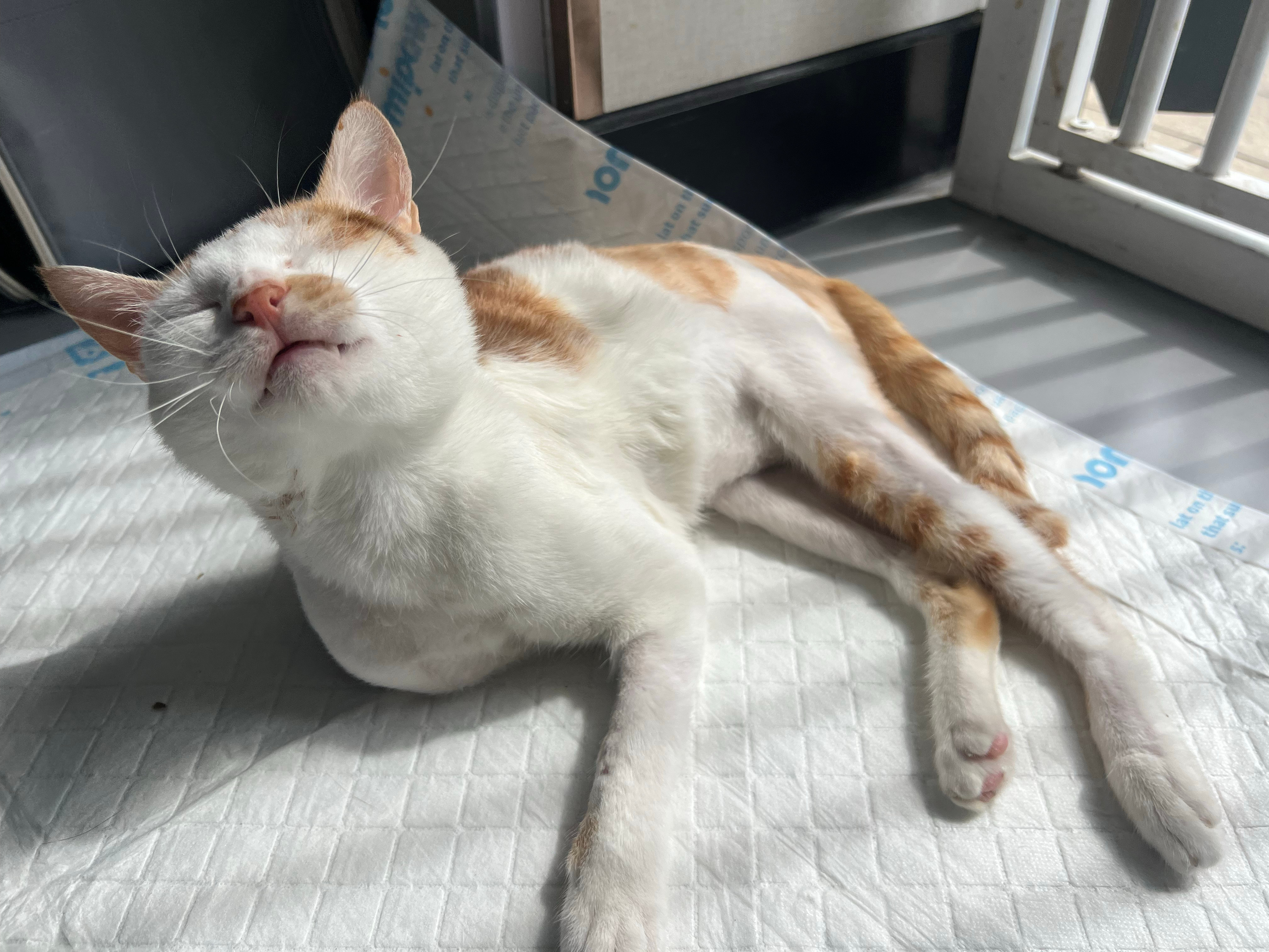 我自己负责过救治的猫狗们，几乎全部都遭受过非人对待，现在还有三只在住院，而有几只