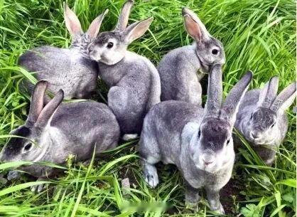 余姚兔业技术获省一等奖填补国内空白 4月7日，余姚市欣农兔业有限公司联合浙江省农