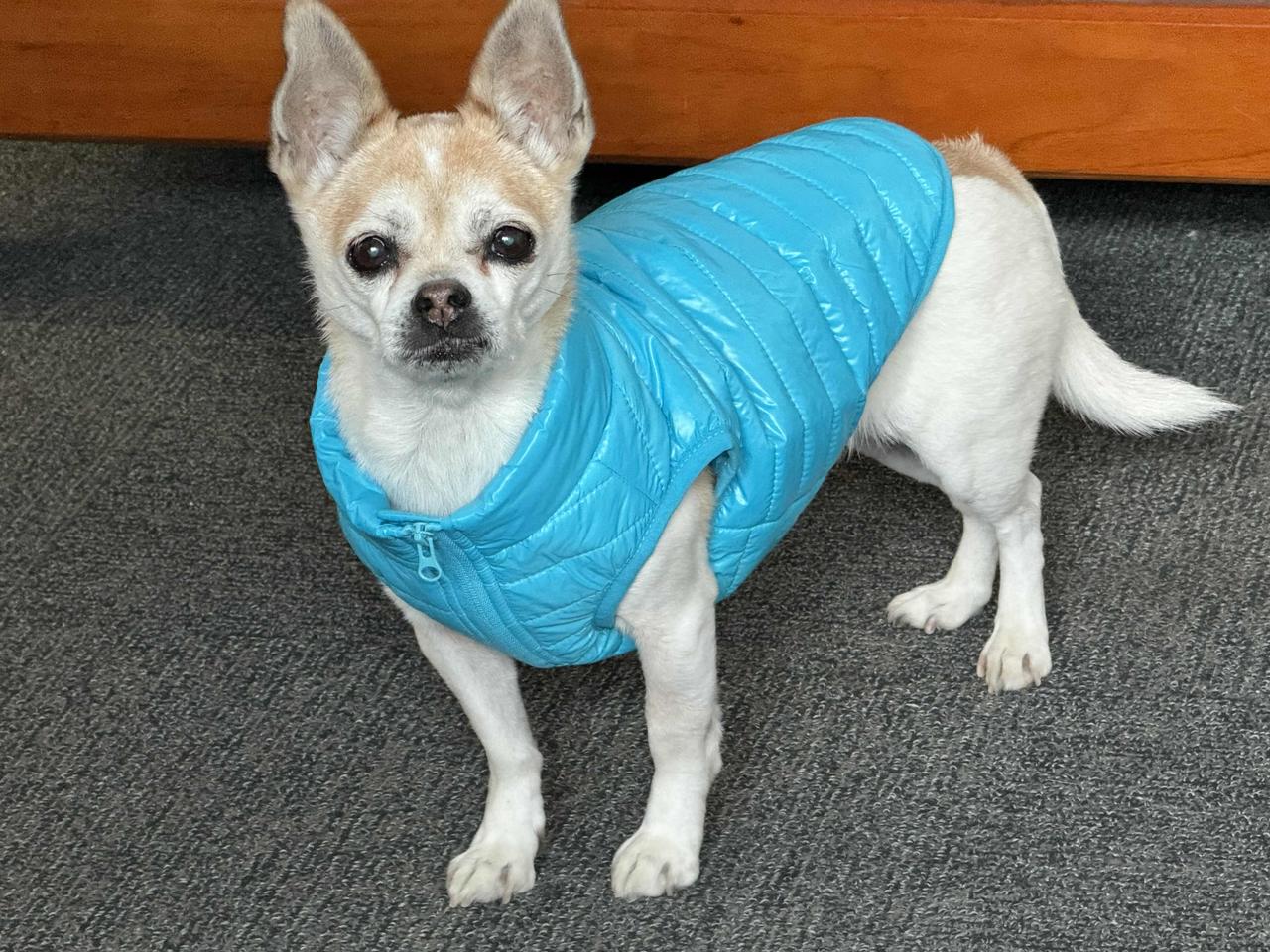 【我们一家三口的Maria：你用一生奔赴我，我们用十几年护你苦尽甘来】

主人说