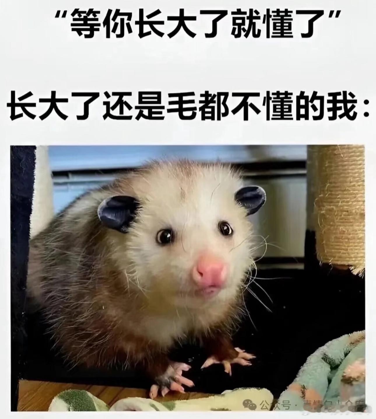 嘻嘻梗图[超话]趣图[超话]meme ​​​