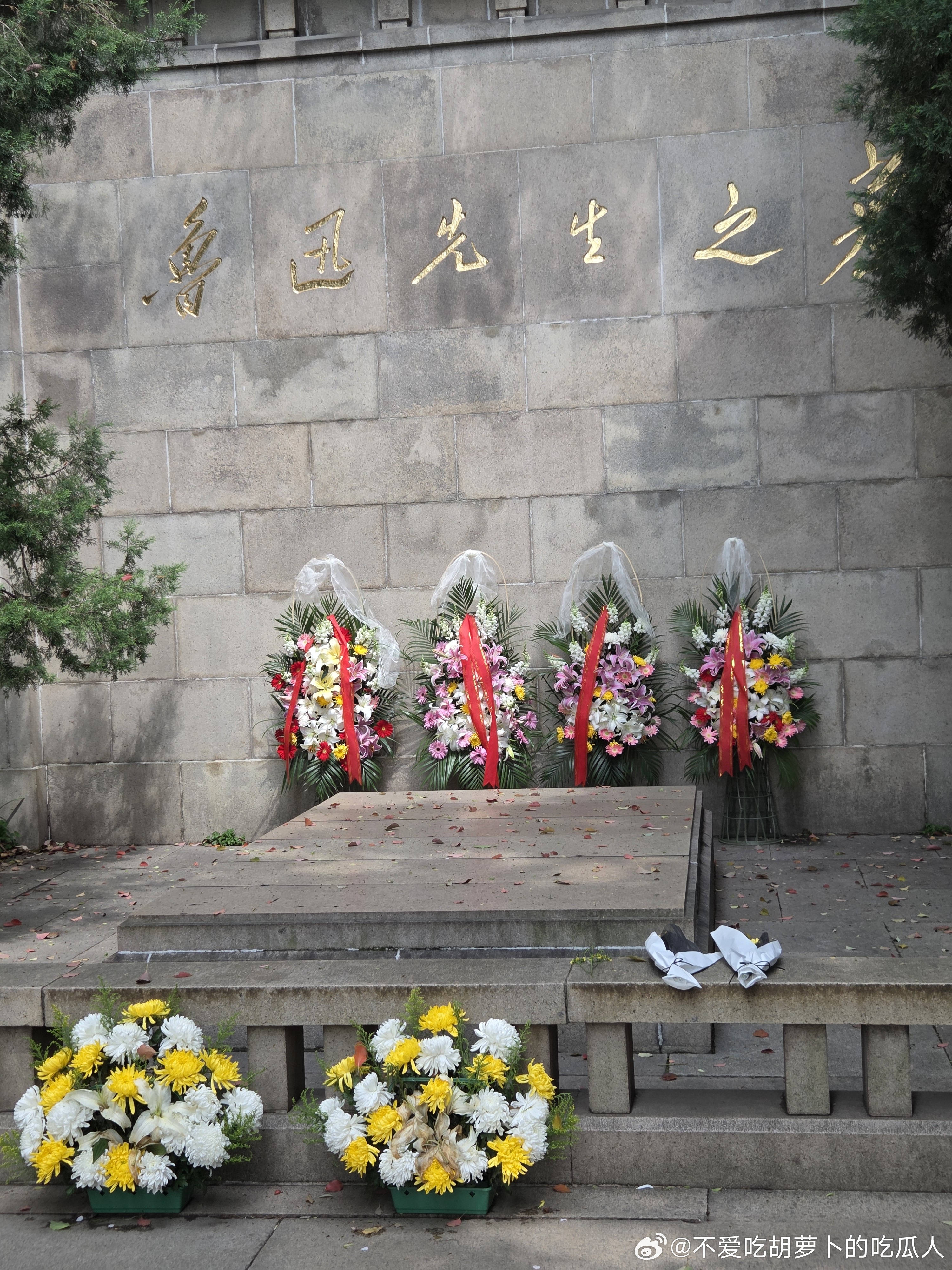 今天到鲁迅公园拍樱花了！