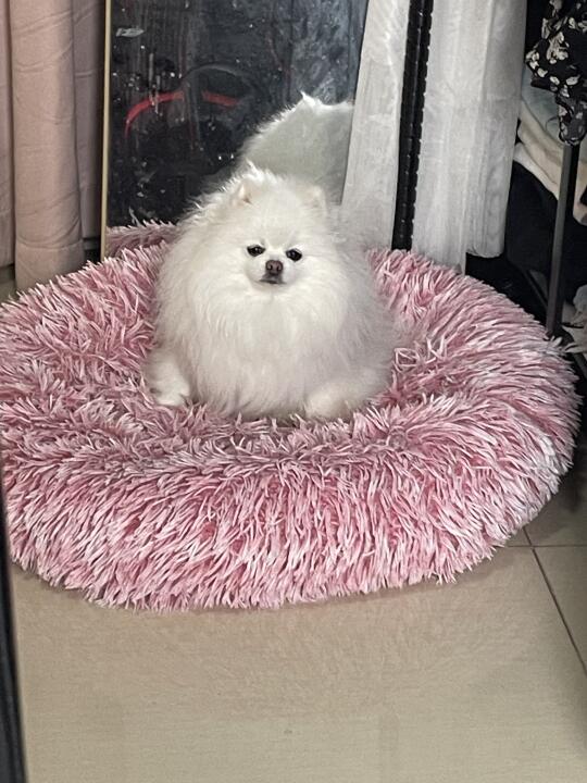 有没有狗狗交流师