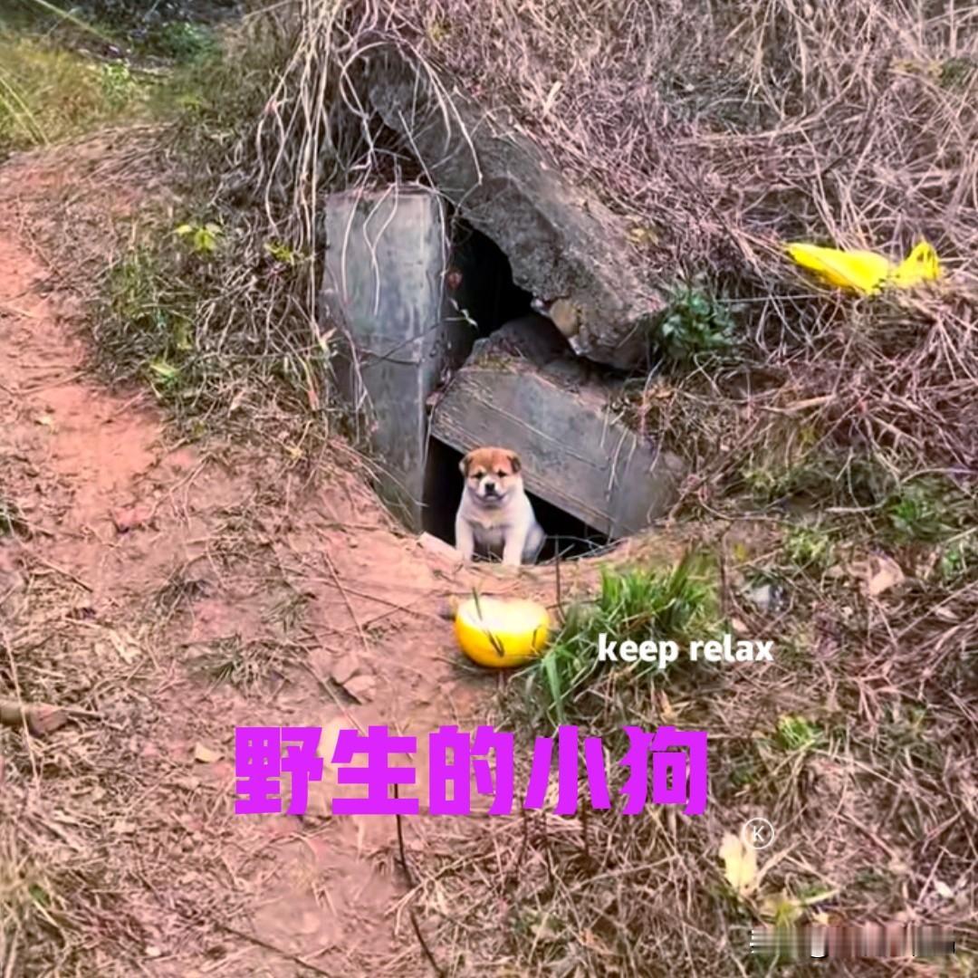 小伙在野外的石缝中，无意中发现一只小狗。小狗的胆子很小，看样子应该是在等待狗妈妈