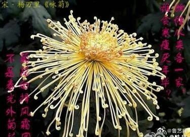 '  秋晨露寒，风扫叶黄，枝败花残，菊挺傲霜！  '早安 