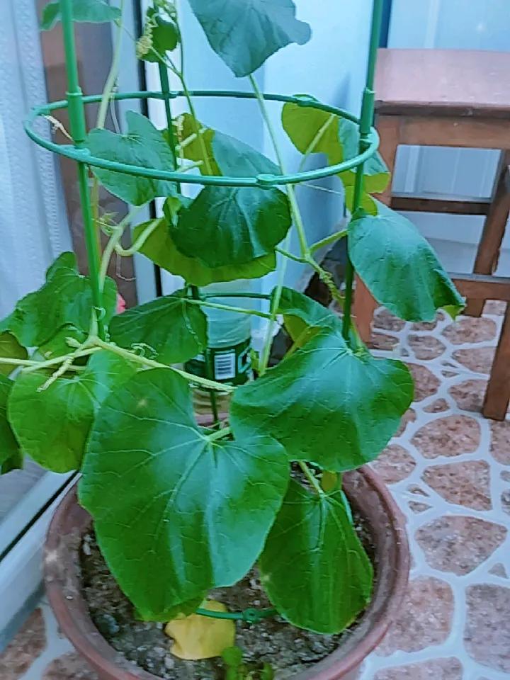 突然发现阳台上的葫芦秧有些蔫了，但是老公已经浇水了。
近几天天气太热了，所以葫芦