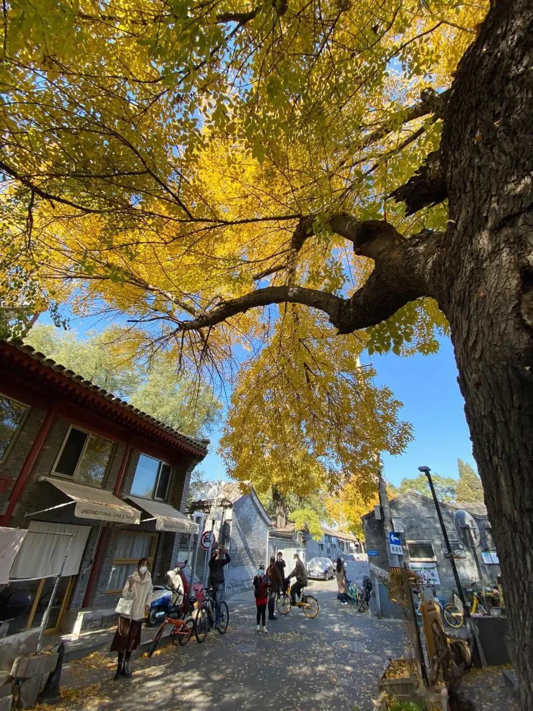 #秋之童话# 
又到了低头便可见落叶的季节，
一转眼银杏叶又黄了，一年也快到底了