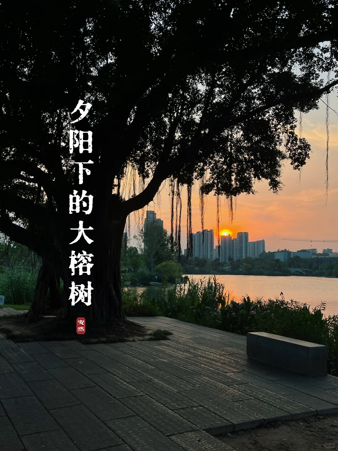 公园随拍｜夕阳下的四棵大榕树