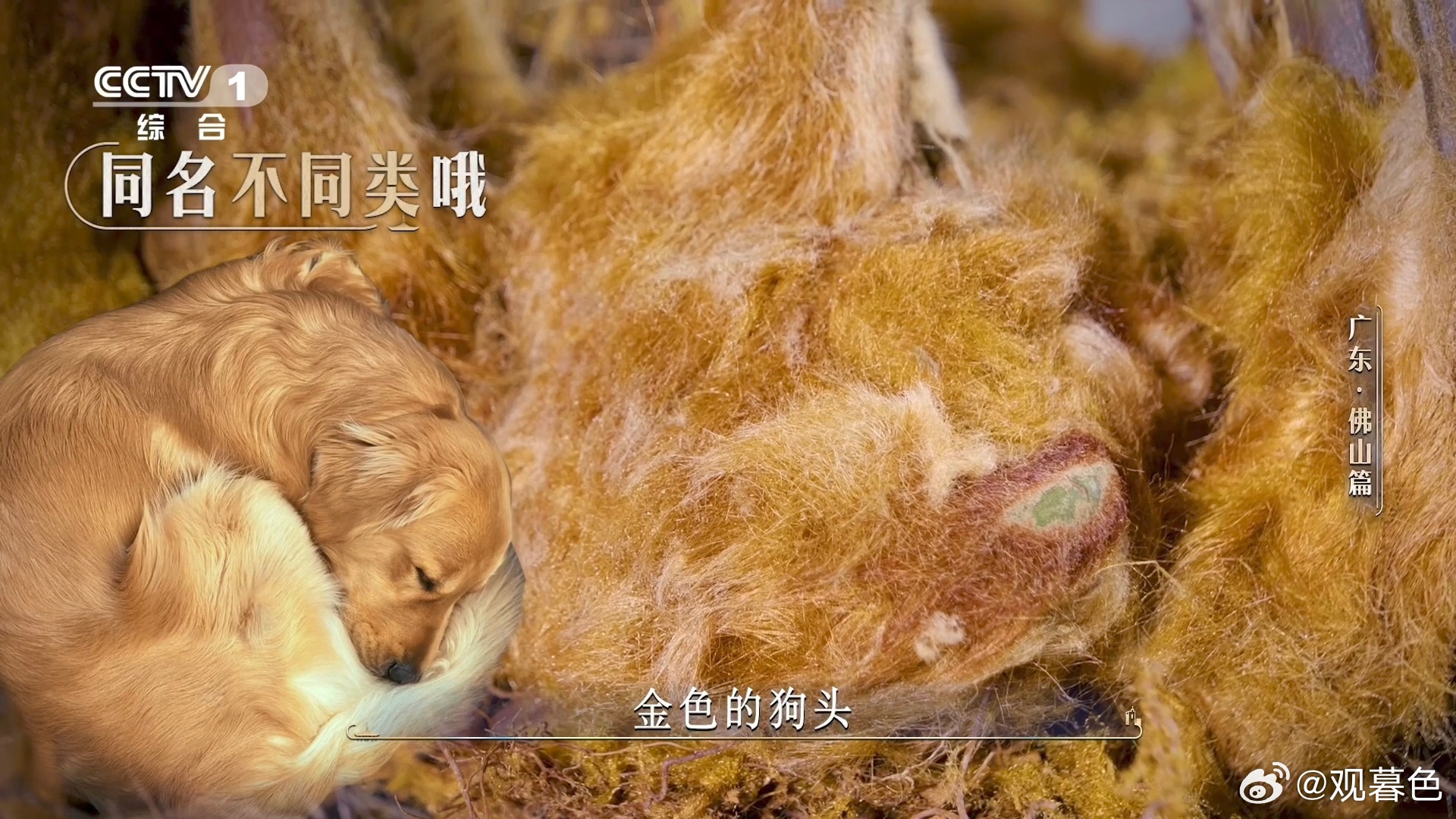 金毛狗是一种植物佛山在荒山种1000多万株树很多人第一次听说金毛狗是植物，佛山千