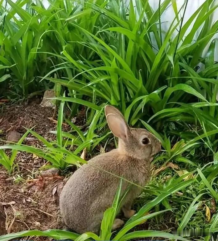 郊外游玩发现野兔，野兔肉味道鲜美，能否猎杀？会犯动物保护法吗？难道野兔也受保护？