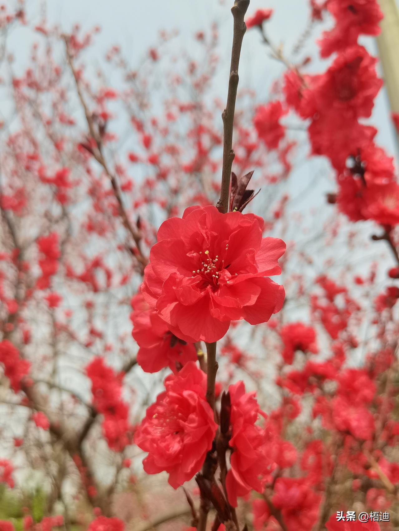 中国文字有多逗？你若不笑，自罚三杯！

        不得不说，咱中国语言，真