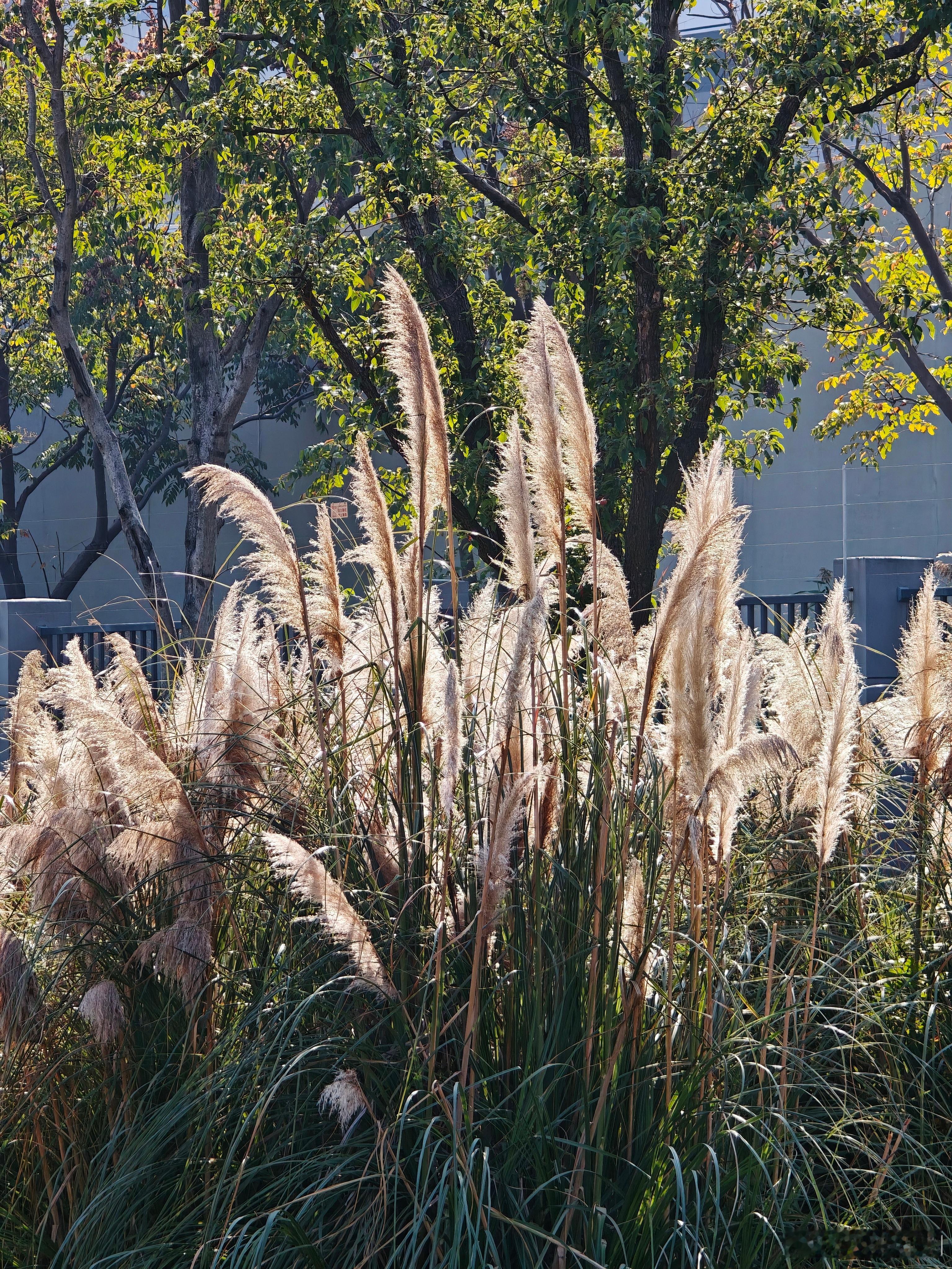 来一些大杯Pro旗舰的长焦样张，大家觉得①，②，③，哪组更好？（长焦 10X） 